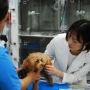 BB 동물병원 이미지