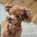 야탑 반려견 | 분당 원데이클래스 :) 그림꽃집 미술공방 야탑점, 오일파스텔 반려견 그리기 분당 데이트 후기