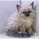 도그플랜 이미지