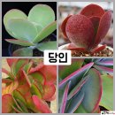 당인 이미지