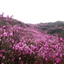 4/26(일요)진달래꽃축제 고려산,혈구산,퇴모산 3산종주 이미지