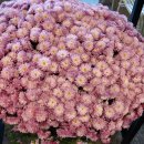 본동카페 이미지