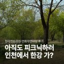 자연마당 | 연희자연마당 주차 어디가 편할까? 4월 청라연희공원 피크닉 후기
