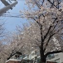 샤론의꽃 | 꽃길만 걷자! 광주 꽃집 추천 샤론 꽃 플라워 방문 후기