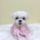 낼름&애견샵 | [대구/달서구] 죽전동 애견미용실 아르몽 8월_쮸 후기♡