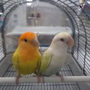 서울동물의료센터 이미지