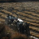 돼지궁뎅이 이미지