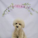 오로라애견 이미지