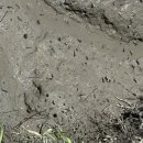 순천만의 추억 | 전남 순천만습지 갈대밭 입장료 주차