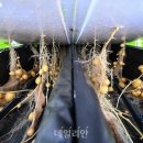수경축산 데일리안