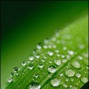 풀잎 위의 이슬 이미지