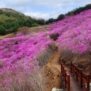 제331차 창녕 화왕산 진달래 원점산행ㅡ4월 21일(셋째일요일) 이미지