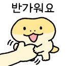 게코스팟