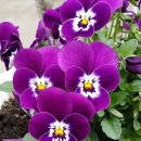 하루의 행복 이미지