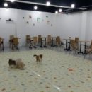 퍼피아일랜드 이미지