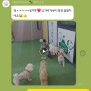 멍멍아학교가자 (대명점) 이미지