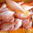 오늘의 생선 이미지