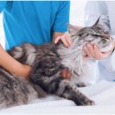 그레이스 고양이 병원 이미지