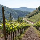 레드블렌 이미지