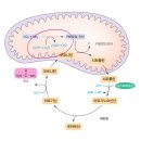 [오픈채팅방 질문 공유][영양학] 카바모일인산 생성 이미지