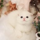 강남고양이분양 나비캣 네이버블로그