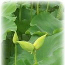 백련농장 이미지