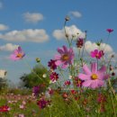 코스모스 이미지