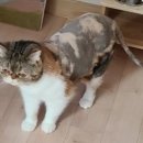 봉식동물병원 이미지