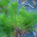 하늘농장2 이미지