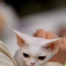 온리캣 이미지