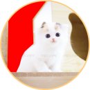 아담스펫강아지분양고양이분양