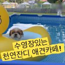 행복하게해줄개 | 고양시애견카페 행복하게해줄개, 천연잔디와 수영장까지!