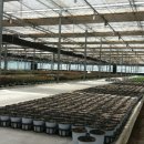 피네농장 이미지