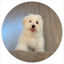 쥬만지동물의료센터 이미지