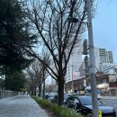 시청별관앞 꽃보라동산 | [대구 꽃보라동산] 2026년 실시간 개화상태 후기!! (feat. 주차꿀팁)