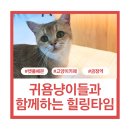 캣플헤븐 AK플라자금정점 | 금정역 ak플라자 캣플헤븐, 군포시 고양이카페 평일 방문 후기 힐링데이트, 주차, 입장료