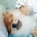 오산동물병원 이미지