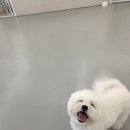 애견호텔 개인 | 부산 동래 애견호텔 위드왈왈 후기