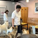 카페히릿 | [광진구] 건대 애견카페 히릿 후기🐶 대형견 천국에서 힐링한 하루!