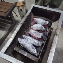 낭만여행 | [포항/월포] 반려견과 함께하는 겨울바다 낭만 여행! '올레애견펜션' 내돈내산 후기 🐾🌊