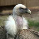 흰등독수리 (White-backed Vulture; Gyps africanus) 이미지