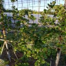 이칠농장 이미지