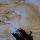 루이펫독 이미지