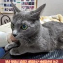 골든빌 이미지