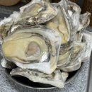 부엉굴 | 해녀언니 여름 제철 크림굴 바위굴 삼배체굴 잔뜩 쌓아놓고 음미한 후기 보여드립니다 🦪