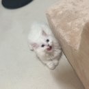 와우종합동물병원 이미지