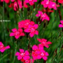 창영농원 이미지