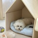 살랑살랑 반려견미용실 이미지