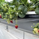 삼삼오오농장 이미지