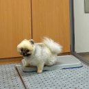 애월류가 이미지